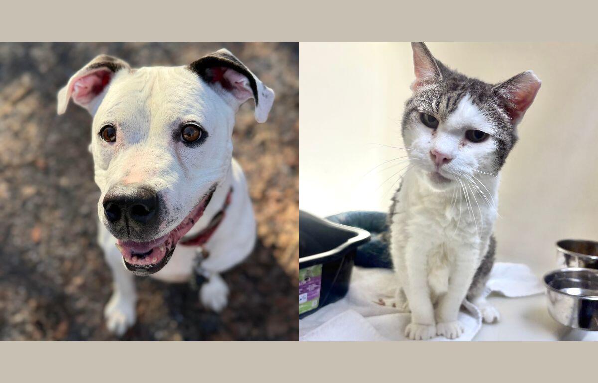 Dozer (left) and Bertie (right)