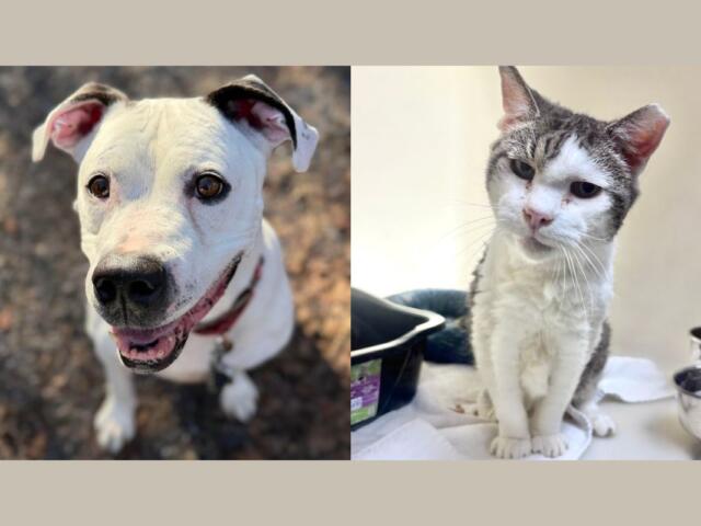 Dozer (left) and Bertie (right)