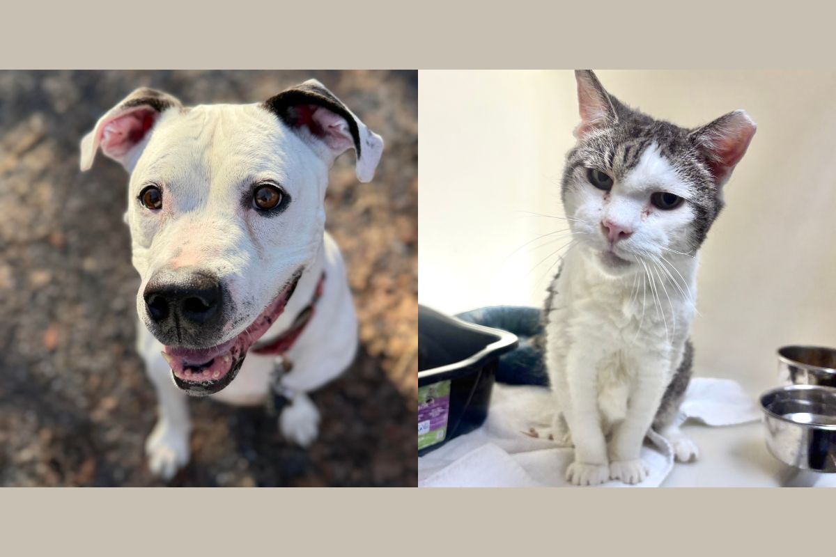 Dozer (left) and Bertie (right)