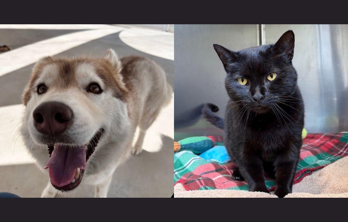 Inari (left) and Bizzy Biscuit (right)