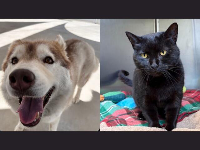 Inari (left) and Bizzy Biscuit (right)