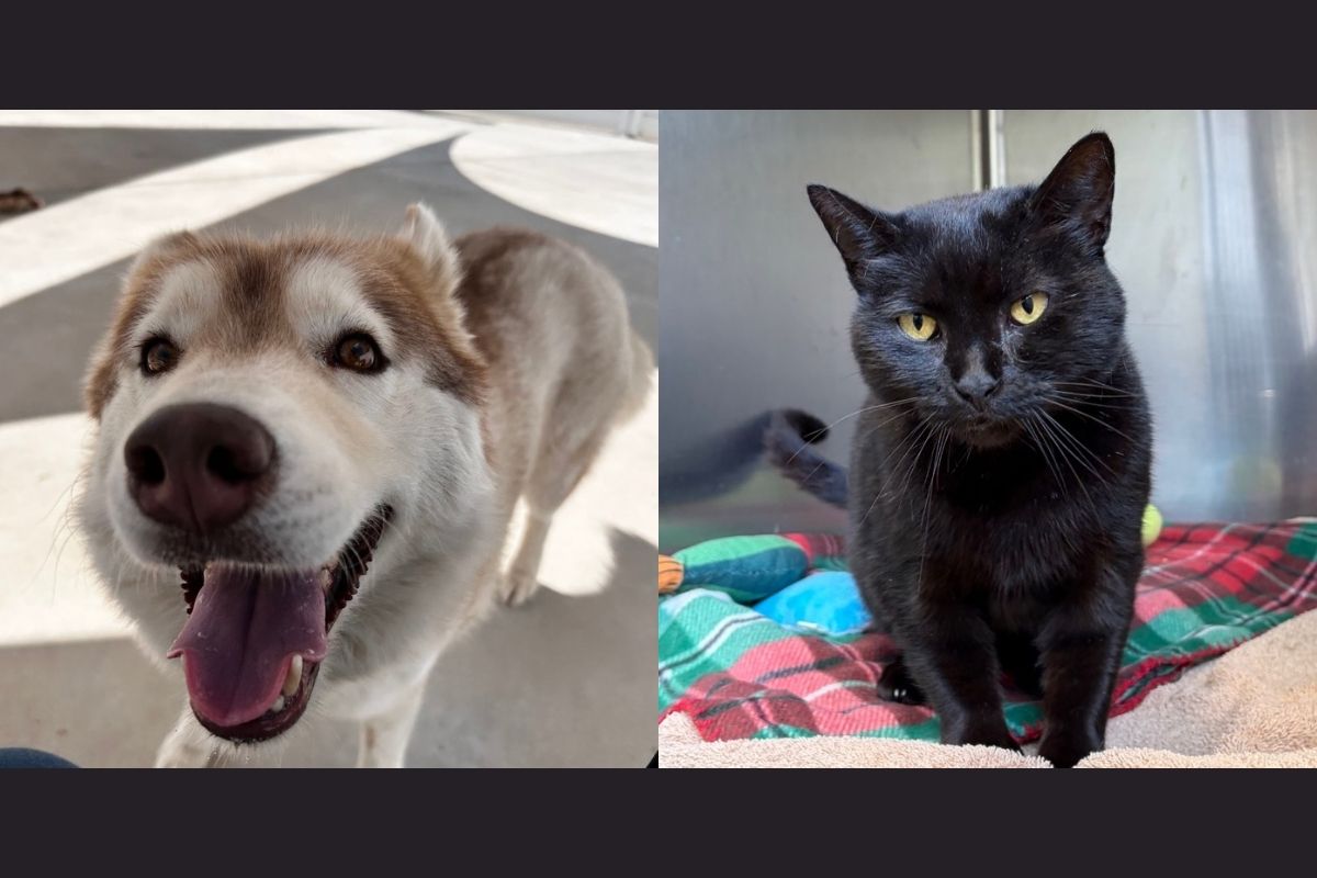 Meet Inari and Bizzy Biscuits | RHSPCA Pets of the Week