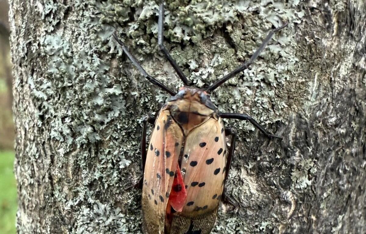 Spotted Lanternfly