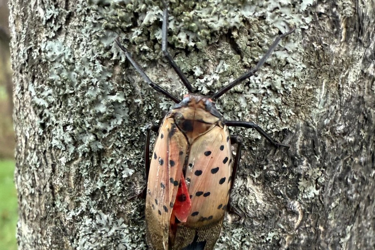 Spotted Lanternfly