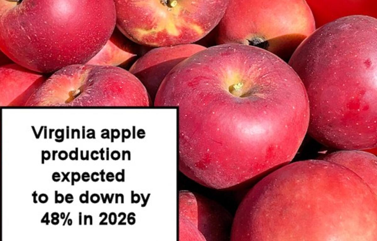 Apple production down