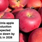 Apple production down