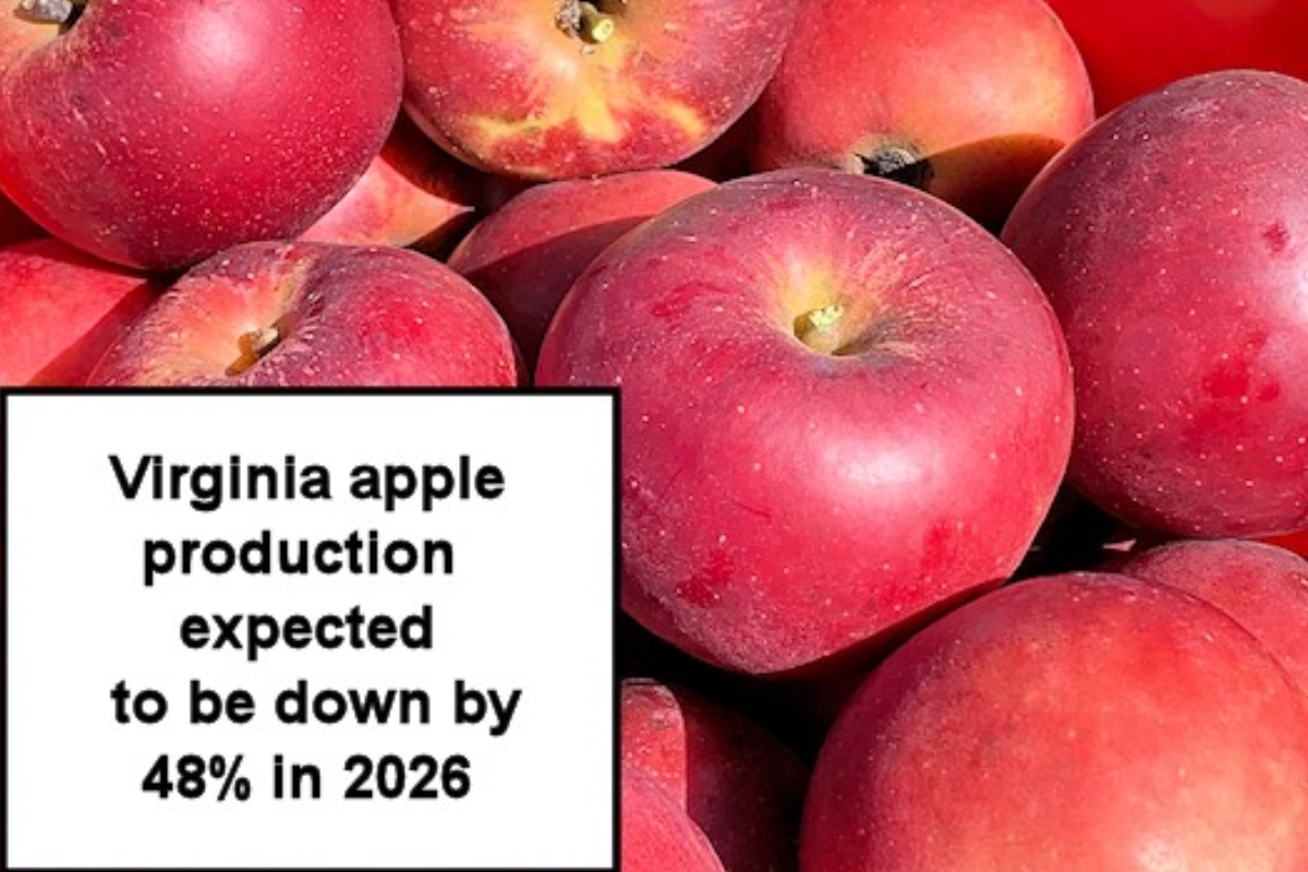 Apple production down