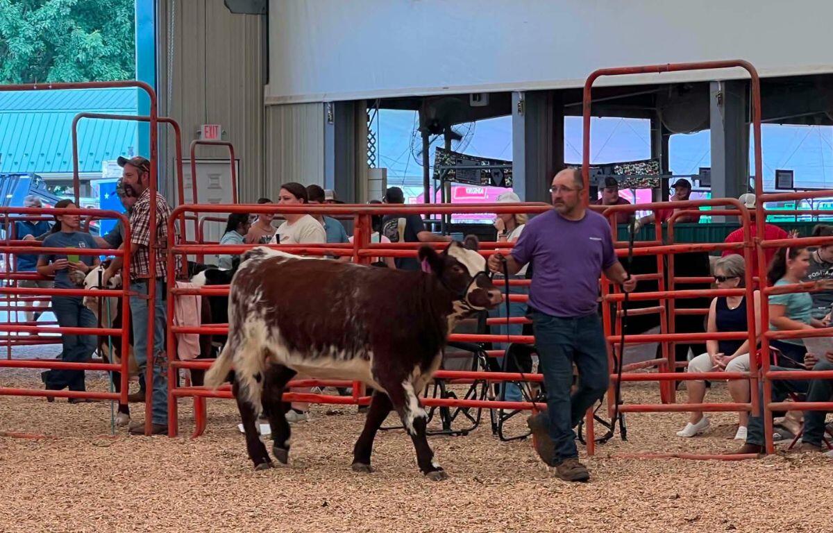 Rockingham County Fair Livestock
