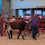 Rockingham County Fair Livestock