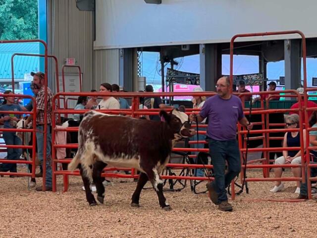 Rockingham County Fair Livestock