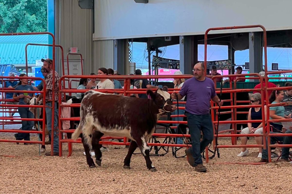 Rockingham County Fair Livestock