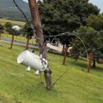A transformer dangles from a pole in Page County, after strong winds snapped the pole.