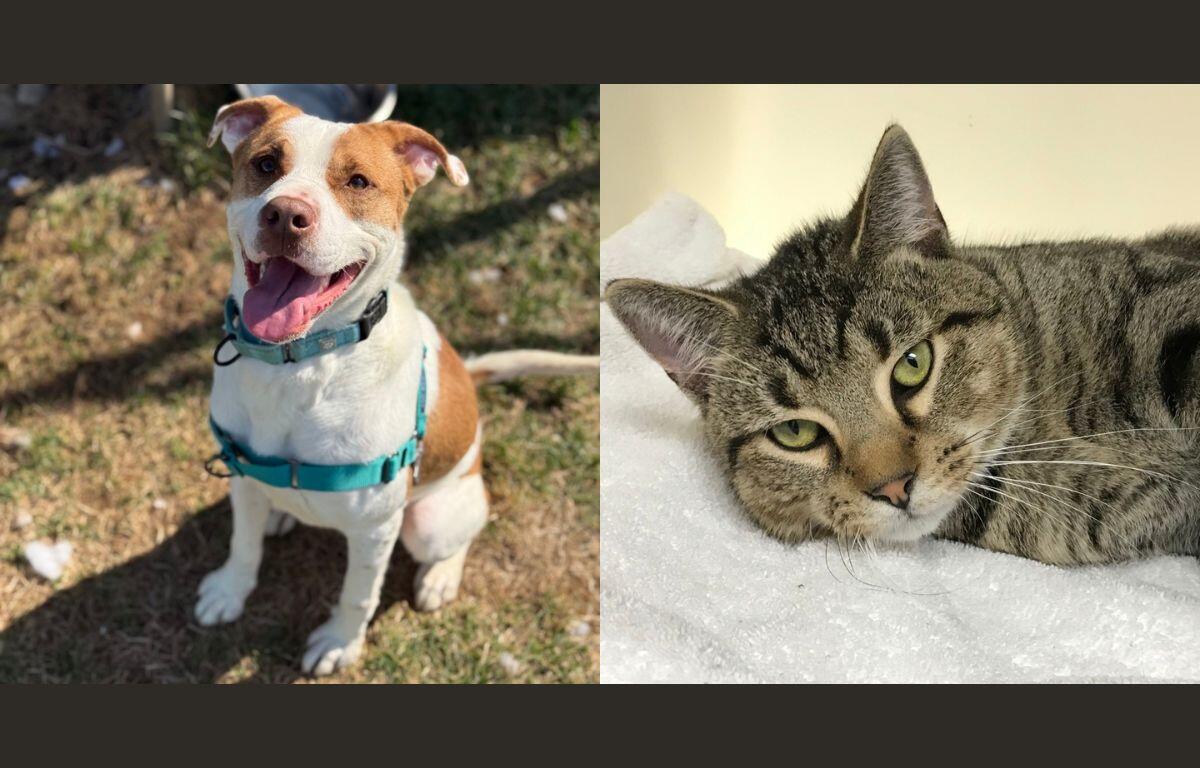 Rocco (left) and Puma (right)