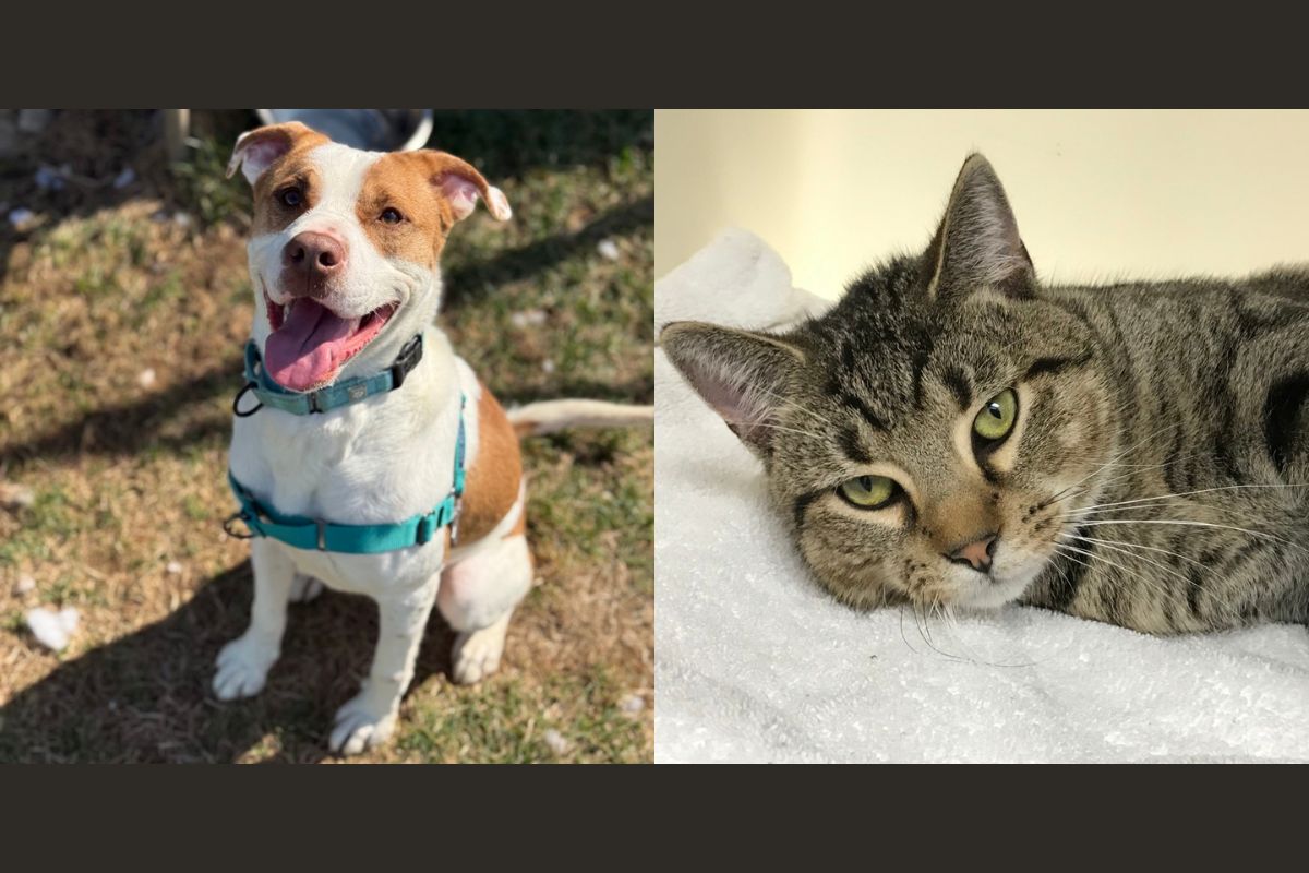 Rocco (left) and Puma (right)