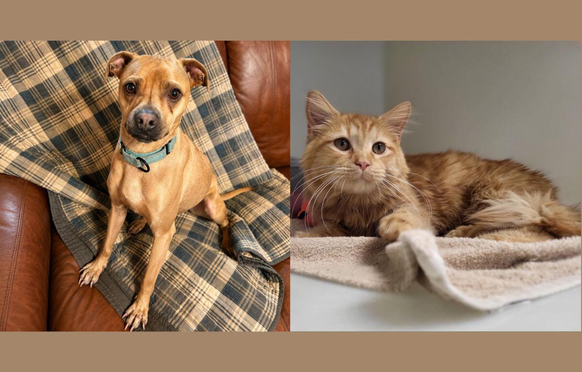 Tugboat (left) and Sunny (right)