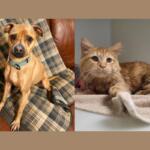 Tugboat (left) and Sunny (right)