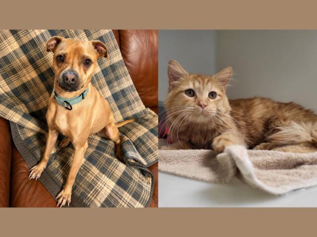 Tugboat (left) and Sunny (right)