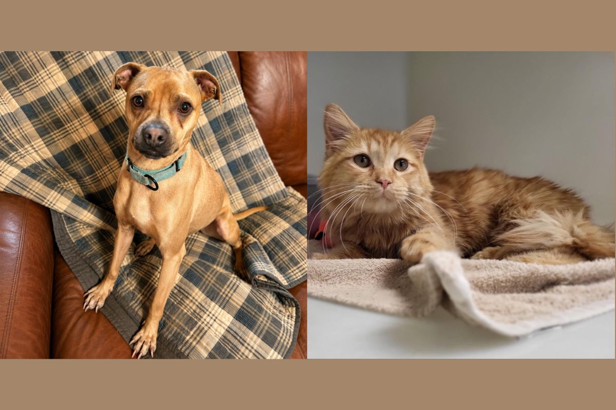 Tugboat (left) and Sunny (right)
