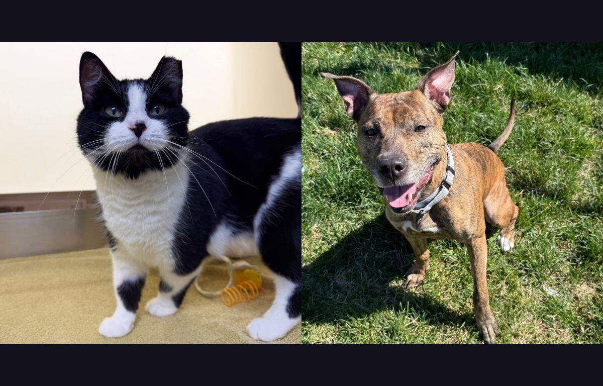 Squeaky (left) and Peyton (right)