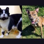 Squeaky (left) and Peyton (right)