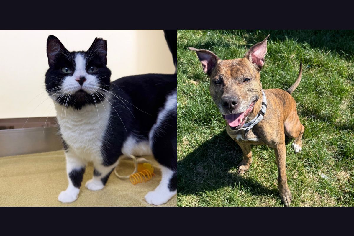 Squeaky (left) and Peyton (right)
