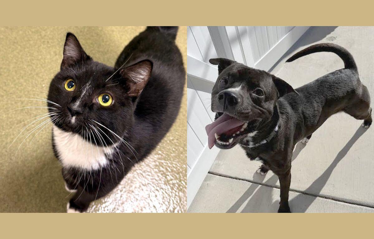 Andrew (left) and Onyx (right)