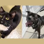 Andrew (left) and Onyx (right)
