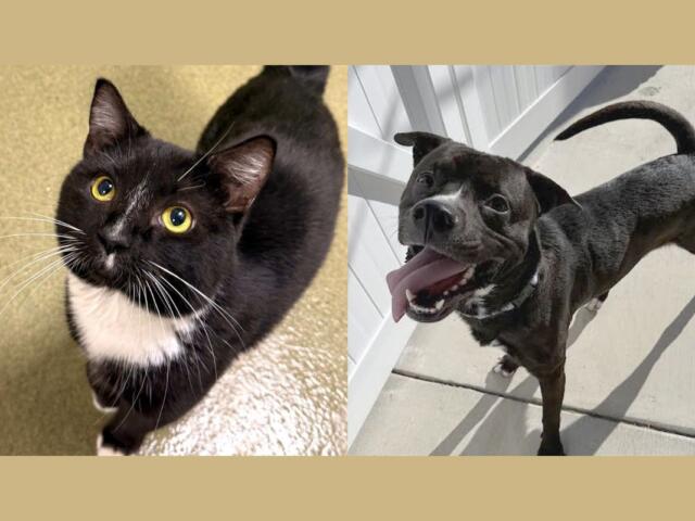 Andrew (left) and Onyx (right)