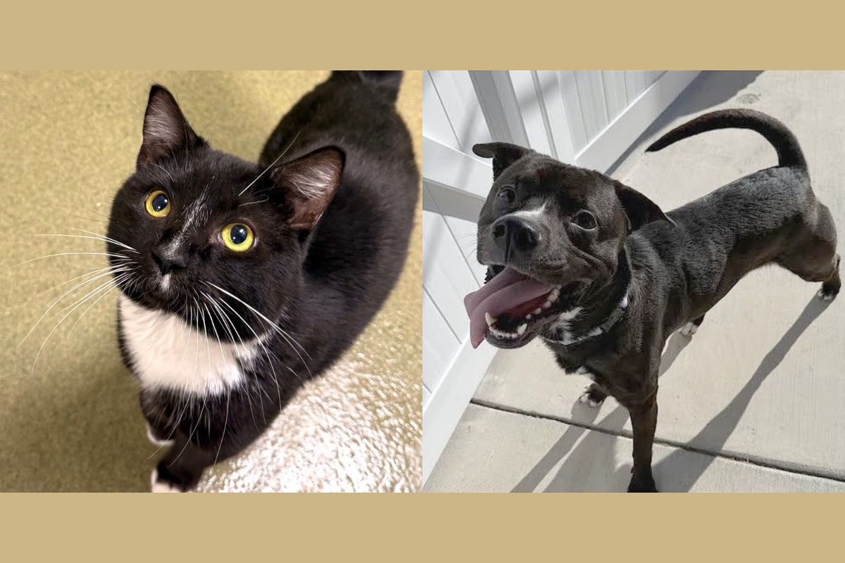 Andrew (left) and Onyx (right)