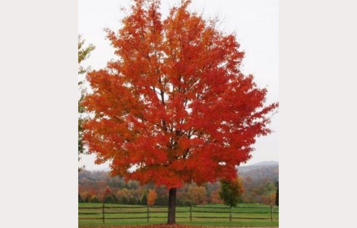 red maple tree