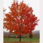 red maple tree