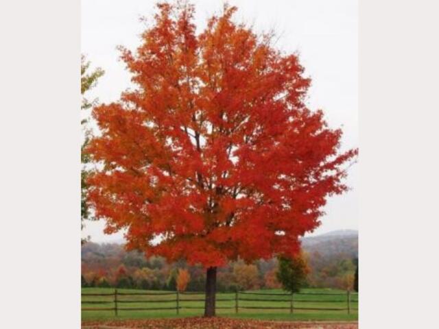 red maple tree