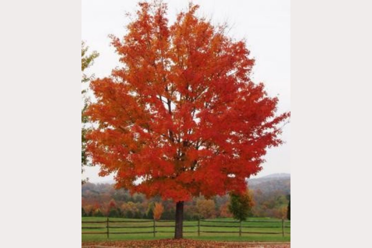 red maple tree