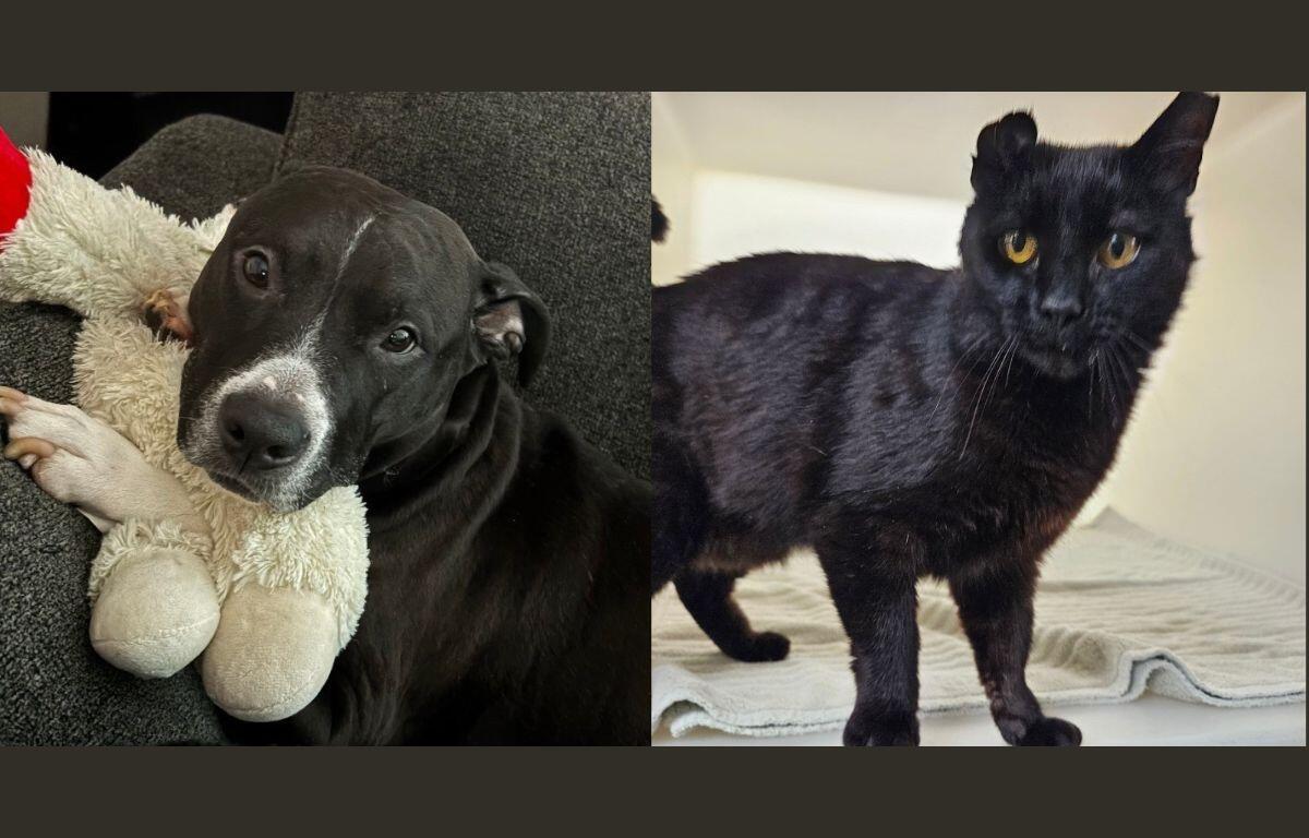 Rosie (left) and Lovebug (right)
