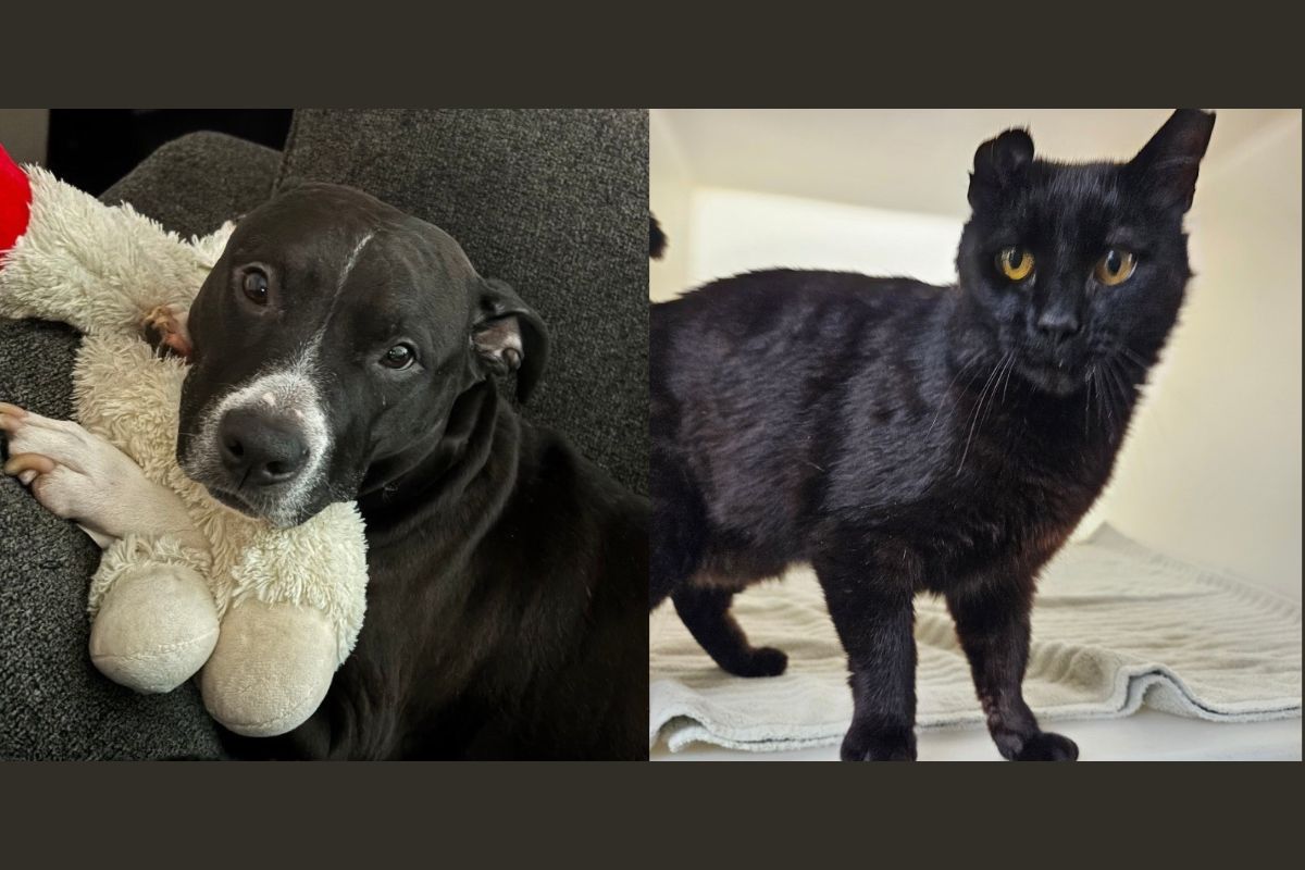 Rosie (left) and Lovebug (right)