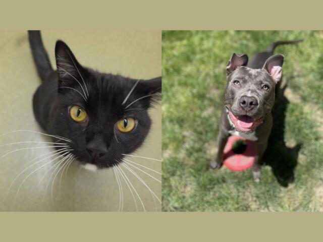 Gigi (left) and Bubbers (right)