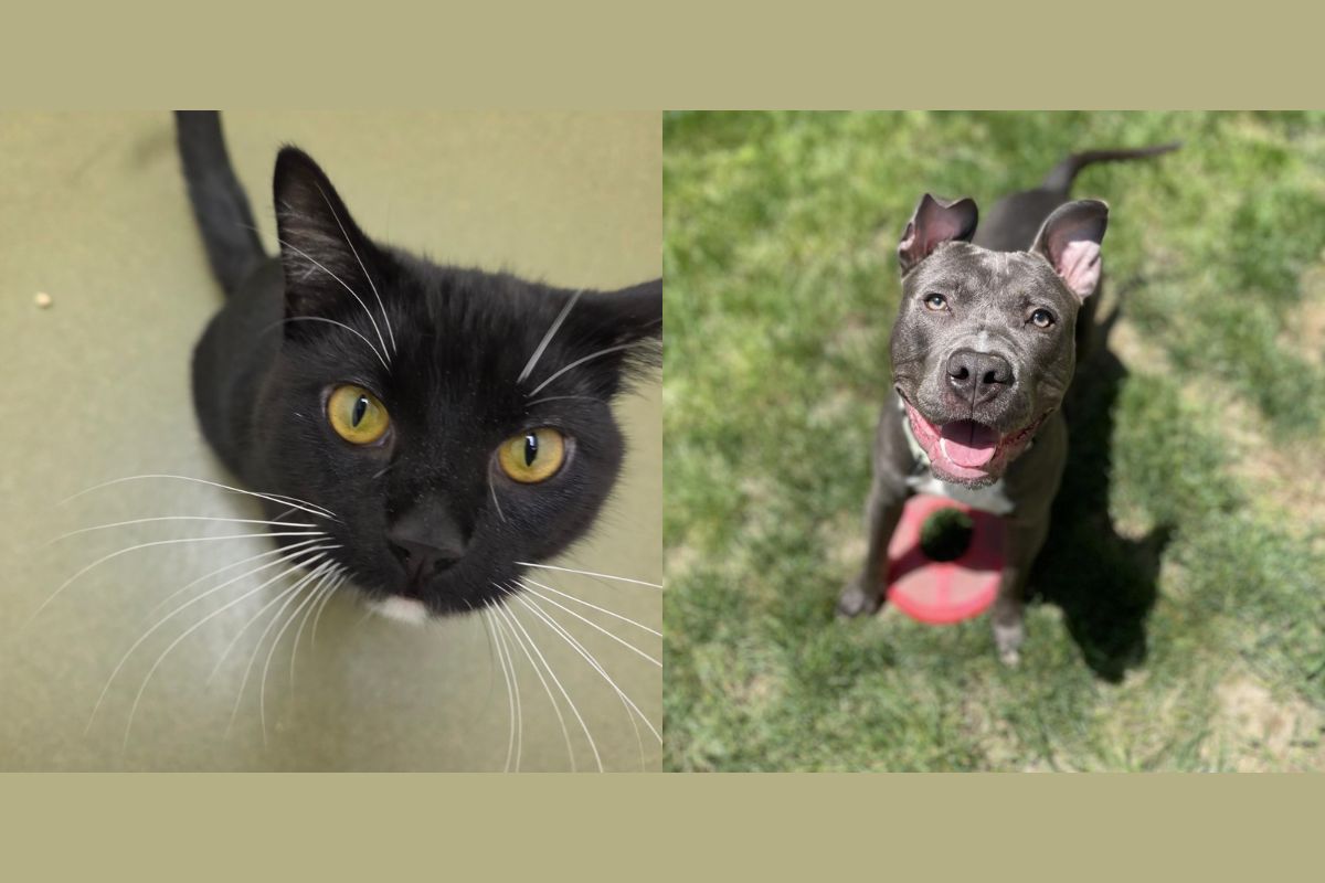 Gigi (left) and Bubbers (right)