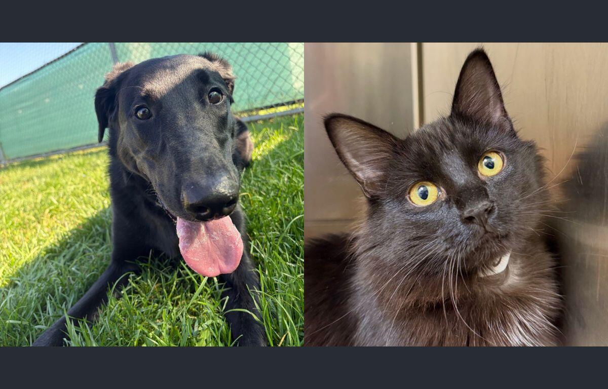 Luna (left) and Calypso (right)