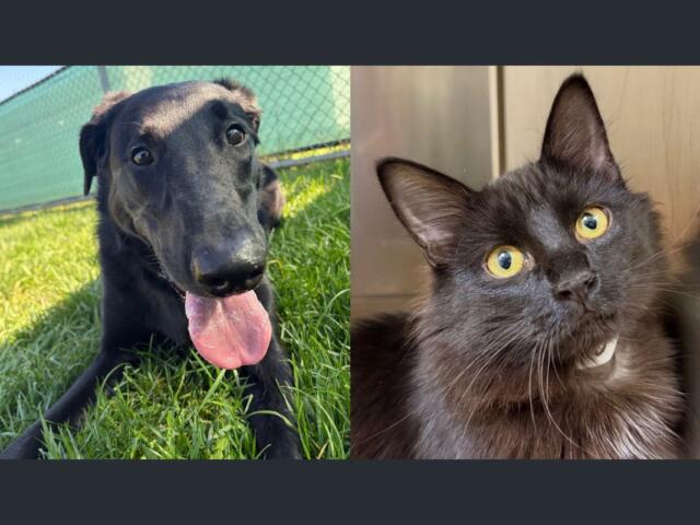 Luna (left) and Calypso (right)