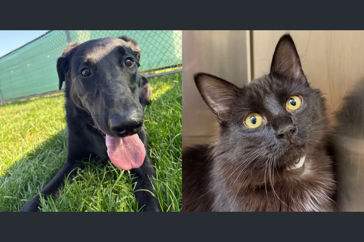 Luna (left) and Calypso (right)