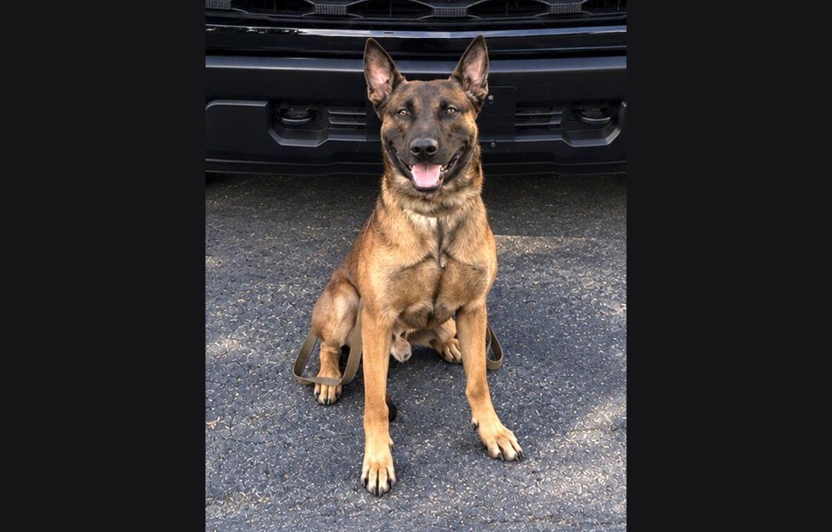 K9 Judo