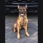 K9 Judo