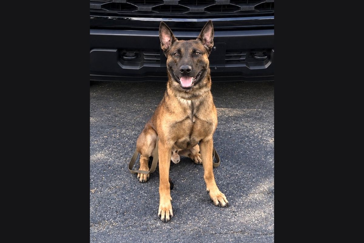 K9 Judo