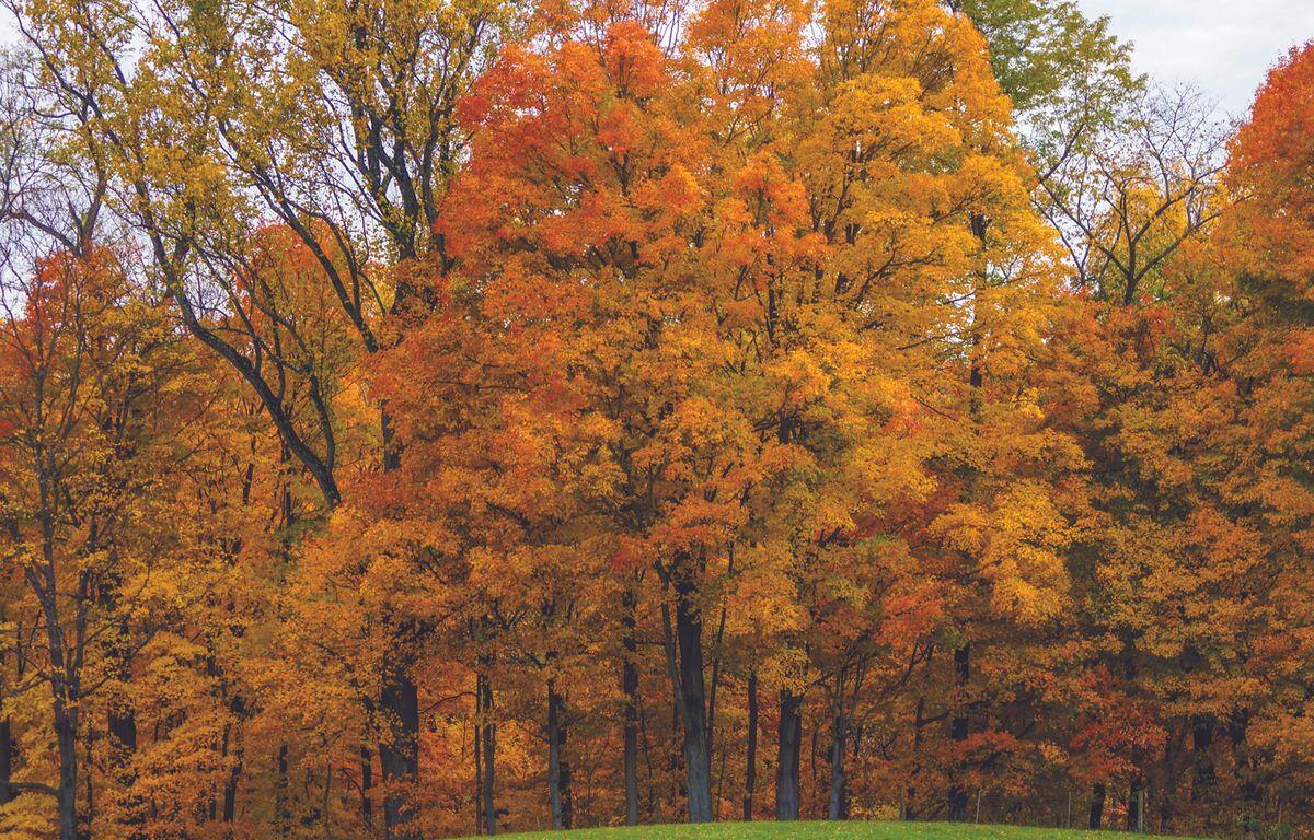 Trees with fall colors