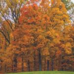 Trees with fall colors