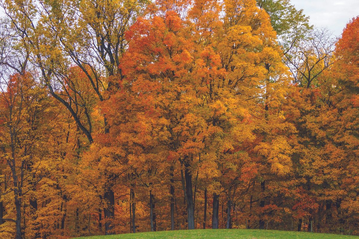 Trees with fall colors