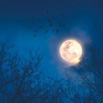 Birds flying in front of a full moon