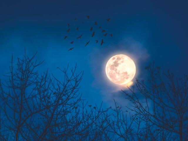 Birds flying in front of a full moon