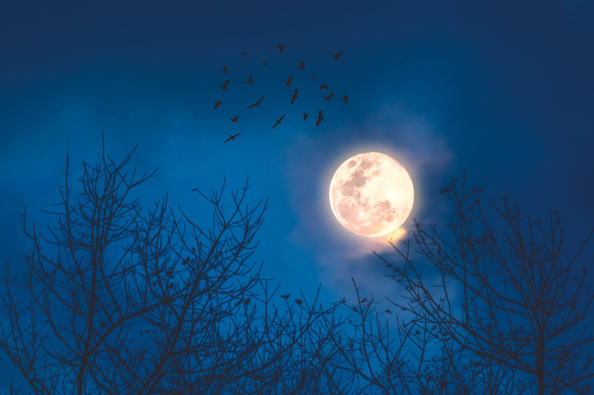 Birds flying in front of a full moon