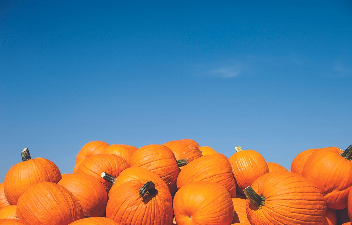 Pile of pumpkins with blue sky in the background